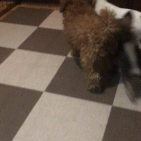 室内ドッグランで遊ぶ仔犬たちの画像