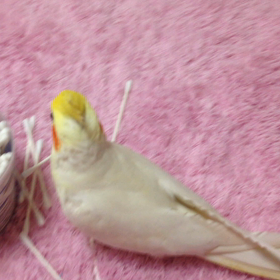 ペコの一人遊びの画像