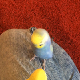 いちゃいちゃ。の画像