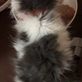 ゴマちゃんの近況 5月12日 12時の画像