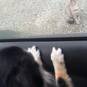 ニャンコだワン。の画像