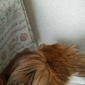 今朝も待っオトコの画像