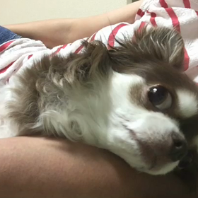 犬可愛がりの画像