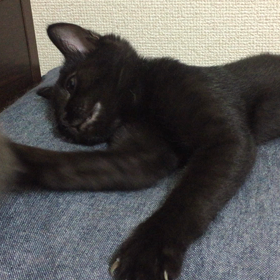 ふりふり・てしてしの画像