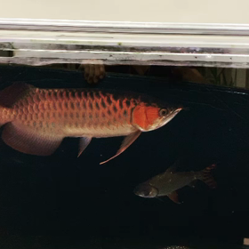 エグゼクティブスーパーレッド！！の画像