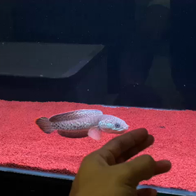 宝石魚！！の画像