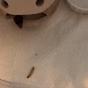 ピアちゃん　ハニーワーム食べるの画像