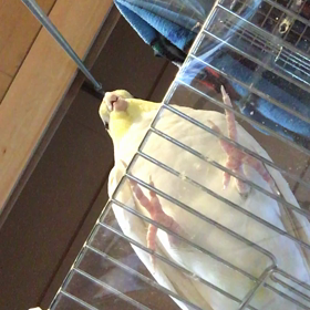 おいで！の画像