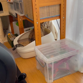 福ちゃん♀は本当に賢い子の画像