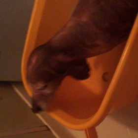 だから〜  めいわくなんだってば(>_<)の画像