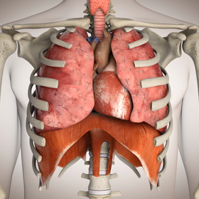 横隔膜と肋骨の画像