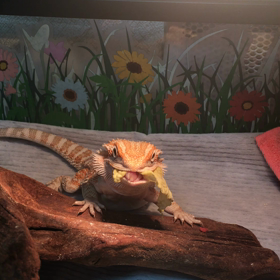 食性の移行についての画像