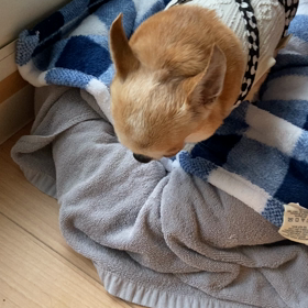 オリーブの咳の発作(動画)の画像