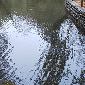 ケ・セラ・セラの画像