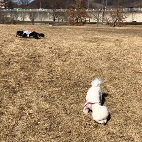 今日のはなちゃん966、モモちゃん918の画像