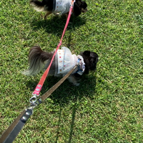 お散歩は最高だぜぇの画像