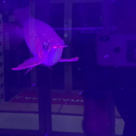 前回UPした同一個体！！の画像