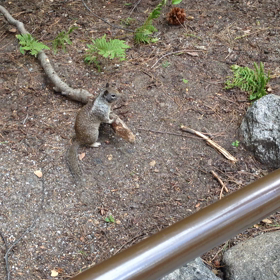 ヨセミテ国立公園のリス ♫の画像