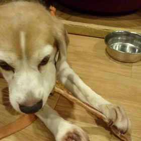 アキレス食べてますの画像