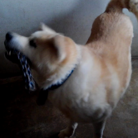 おもちゃ投入。最終結果を報告します(笑)の画像