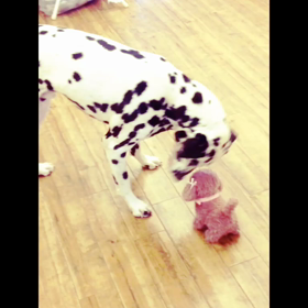 ノアくん★No.2の画像