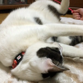 ぽんぽこりんでコロンコロン。の画像