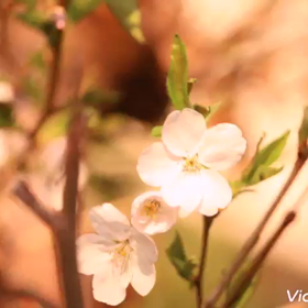 さくらがさいたよの画像