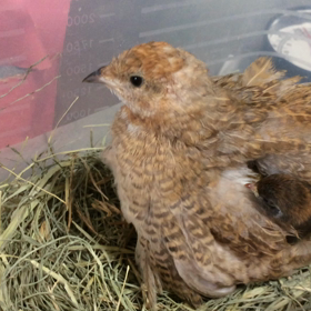 癒されますねの画像