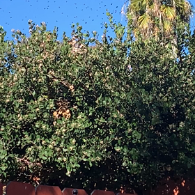 突然狂い出した蜂の集団の画像