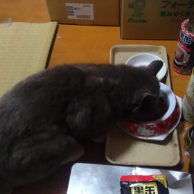 続いて　プリンちゃん❤️の画像