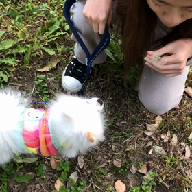 不思議な綿毛の画像