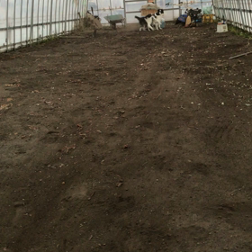 販売中 ボーダーコリーの画像