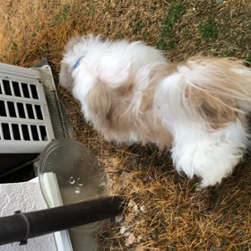 ふうちゃんぼちぼち‥の画像