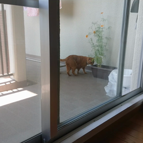 がぶちょん通信の画像