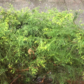 突然の雹の画像