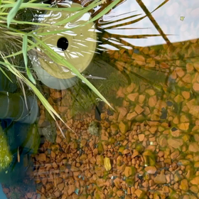 ワイルドビオトープの画像