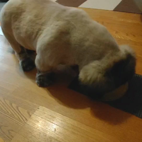 ウチのぼんちゃん　その1の画像