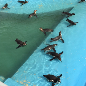 ペンギンさん。の画像