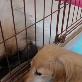 モーニングキッスの画像