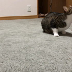 Amazonで頼んだものが一度に来た！メガダンスまで…の画像