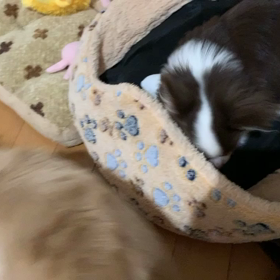 上手でしゅかー❓の画像