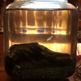 今日のめだか。の画像