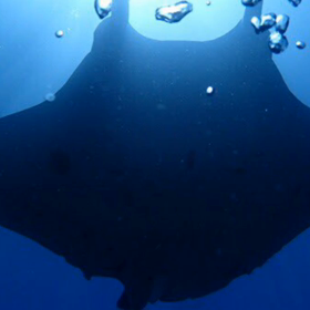 石垣島‼️海人KGOLD石垣島の画像