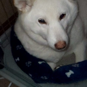 このところのトワは～の画像