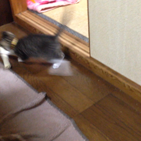 フェルト…(=^ェ^=)の画像