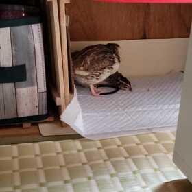 あさりんいじめっこ❗の画像