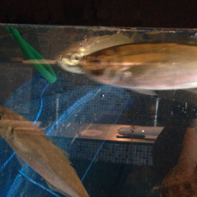 迷子のお知らせの画像