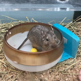 すげ〜アナーキーなネズミを発見！！の画像