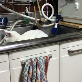 今日のテンの画像