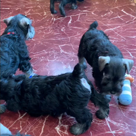 今日の仔犬(*´╰╯`๓)♬の画像